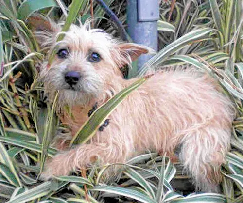 Cody in his kennel at the NYC animal intake center